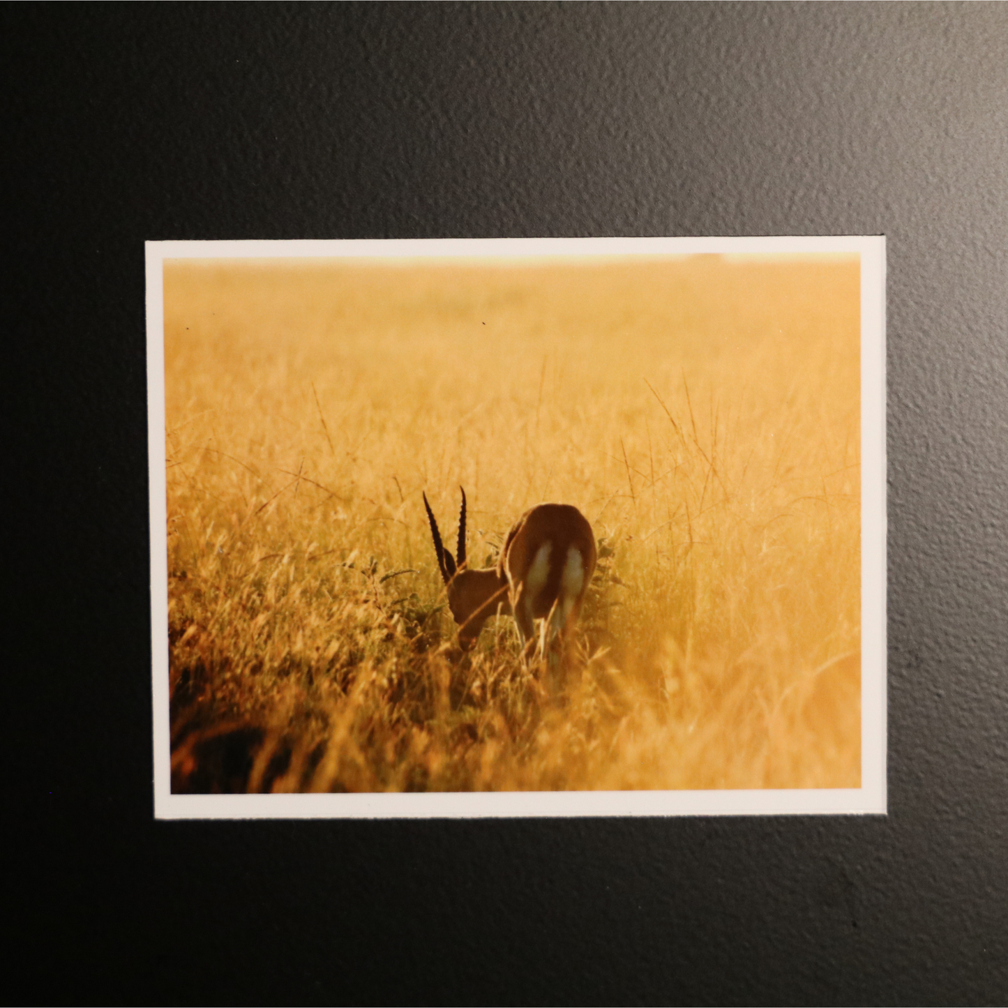 Fleksible fotomagneter